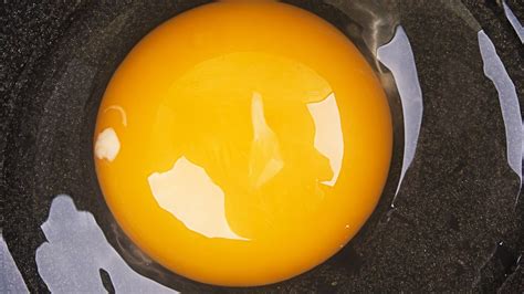 the strongest egg yolk